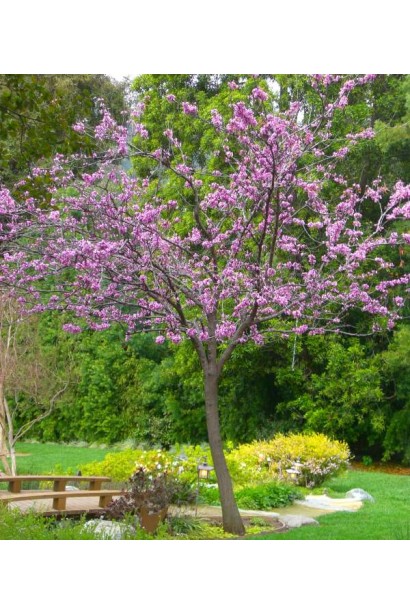 Церцис Форест Пансі – дерево з темними листям і рожевими квітами.